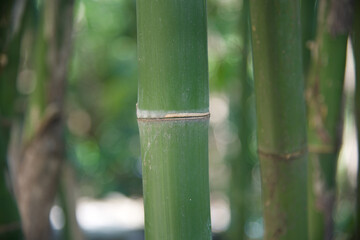 bamboo in the forest background
