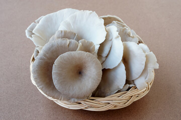 Fresh oyster mushrooms in wicker basket. Prepare for cooking. Concept, healthy food. Organic agriculture crops. Food ingredient that can be cooked in various delicious menu        