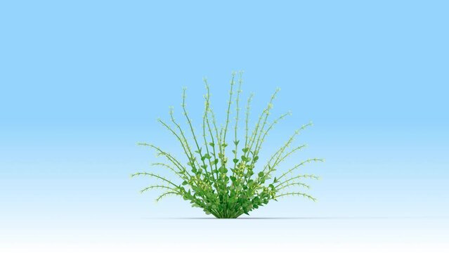 Leucophyllum plant growing from a small plant to an adult. 3d rendering with alpha channel.