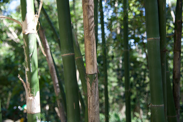 Obraz premium green bamboo forest