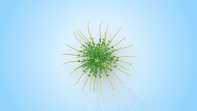 Leucophyllum plant growing from a small plant to an adult. 3d rendering with alpha channel. Camera from a high angle