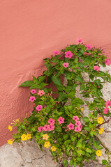 Street flowers on a stone on the background of the painted wall of a house.