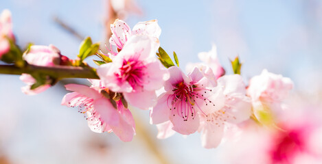 close up of pink blossoming peach flowers