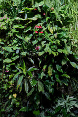 Tropical Paradise: Green Foliage and Red Anthurium
