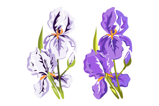 Iris flowers.Purple and white irises isolated on a white background.Vector illustration .