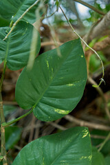 Philodendron: The Versatile and Easy-to-grow Tropical Plant (detail leaf)