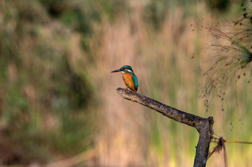 kingfisher on the branch