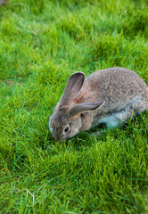 One rabbit eats grass in garden