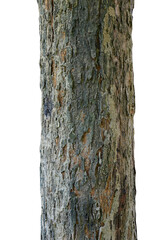 Tree trunk isolated on white background.Selection focus.