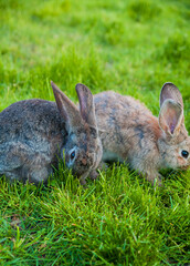 two rabbits eat grass in garden