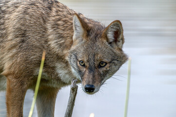 grey wolf portrait