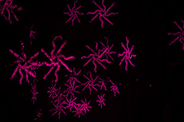 Abstract star shaped light visualization on dark night background