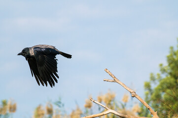 crow in flight