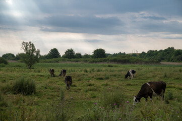cows in the field