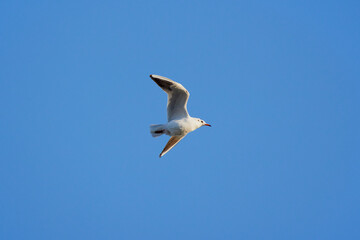 Fototapeta na wymiar seagulls in flight on the blue sky of an autumn day