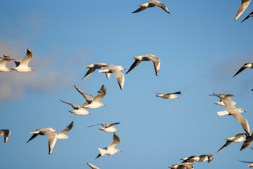 seagulls in flight on the blue sky of an autumn day