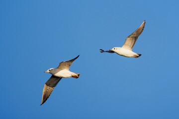 Fototapeta premium seagulls in flight on the blue sky of an autumn day