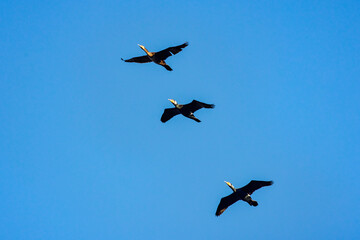 three cormorants in flight in the blue sky