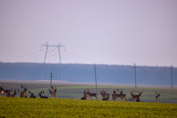 deer on a foggy day in autumn