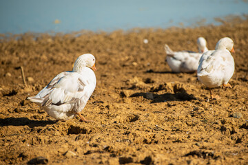 Beautiful specimens of domestic geese on the bank of a pond