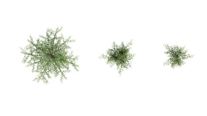 top down view set of 3 Spindly Bush on white,  3d rendering of png transparent background, suitable for archiviz, architecture visualization gardening design