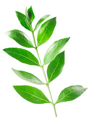 Henna tree branch with leaves  (Lawsonia inermis) isolated png