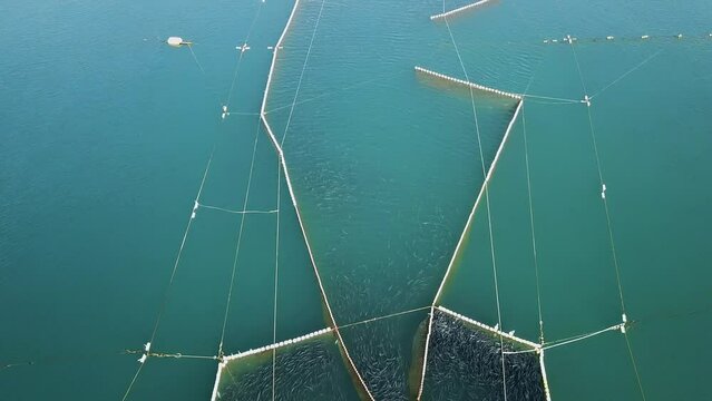 Flying over a commercial fishing net with a waving school of fish