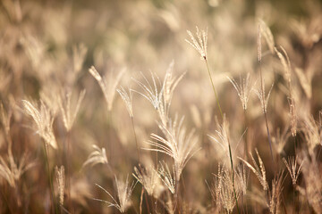 dry reeds flower