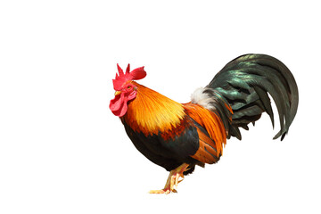 Beautiful roosters isolate on transparent background.
