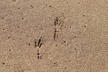 Footprints in the sand by the sea
