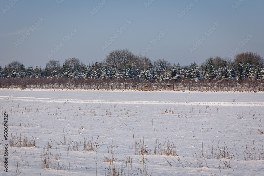 Sticker Winter fields covered with snow in Lodzkie Voivodeship of Poland