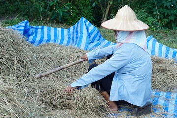 Asian farmer is working in garden, wears hat, blue shirt, hold stick to hit pile of rice straws that dry outdoor to get rice grains after harvest. Traditional agriculture lifestyle. Organic farming.  