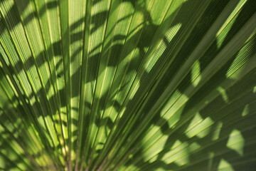 hoja de palmera palmito verde textura 4M0A3035-as23