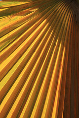 hoja de palmera palmito naranja amarillo  verde textura 4M0A3048as23