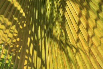 hoja de palmera palmito naranja amarillo  verde textura 4M0A3081-as23