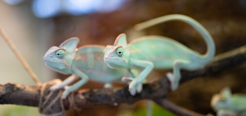 エボシカメレオン