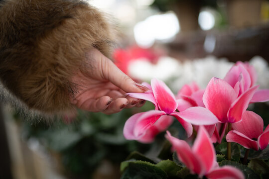 シクラメンの花に触る女性の手