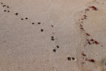 Footprints in the sand by the sea