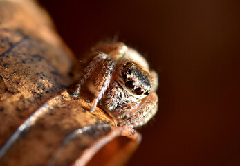 Jumping spider