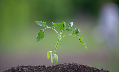 A small tomato seedling grows from the soil.