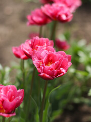 Fototapeta premium Spring tulip in garden. viva magenta colors blooming 