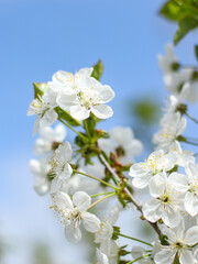 Fototapeta na wymiar Vertical Image Of White Cherry Blooming branch close up . 