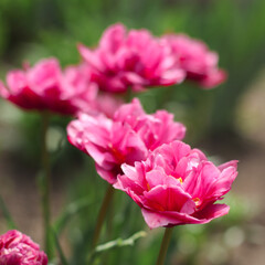 Obraz na płótnie Canvas Spring blooming tulip viva magenta colors 