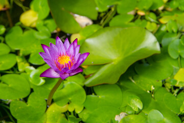 Nymphaea caerulea or Blue Egyptian lotus or Blue water lily