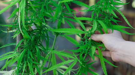 cannabis in organic farm wth hand holding