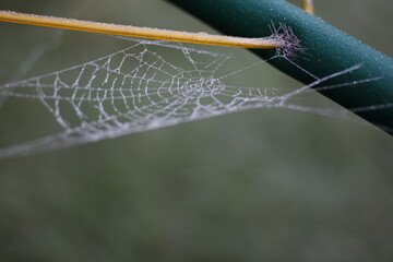 frozen spider web on a washing line