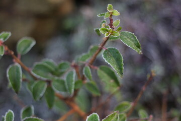 frost on a close-up plant