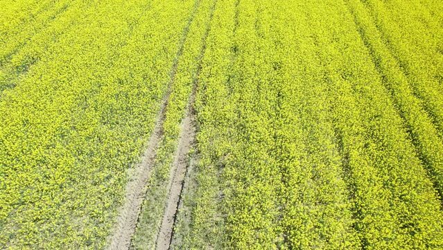 Canola Fields. Blooming canola fields under a blue sky with clouds. Beautiful yellow flowers.