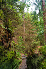 Obraz premium Cover page with magical enchanted fairytale forest with fern, moss, lichen and sandstone rocks at the hiking trail Swedish Holes in the national park Saxon Switzerland near Dresden, Saxony, Germany.