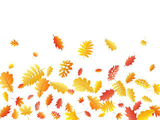 Oak, maple, wild ash rowan leaves vector, autumn foliage on white background.
